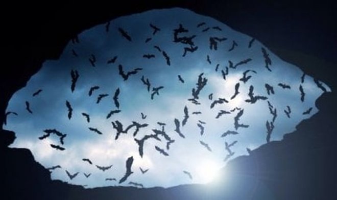 В Аргентине найдены останки гигантской древней летучей мыши-вампира