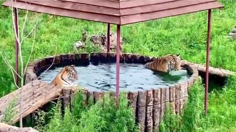 В Сети появилось видео с плещущимися в «джакузи» тиграми