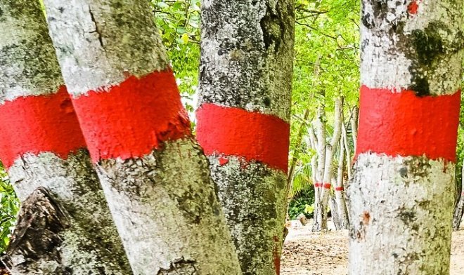 «Дерево смерти» – что из себя представляет и где растет самое ядовитое в мире дерево